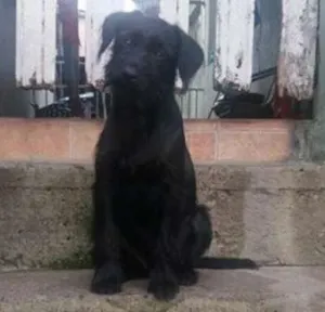 Cachorro raça SRD idade 2 a 6 meses nome sem nome