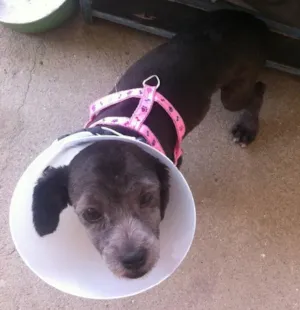 Cachorro raça lhasa apso idade 2 a 6 meses nome menino
