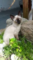 Minduin