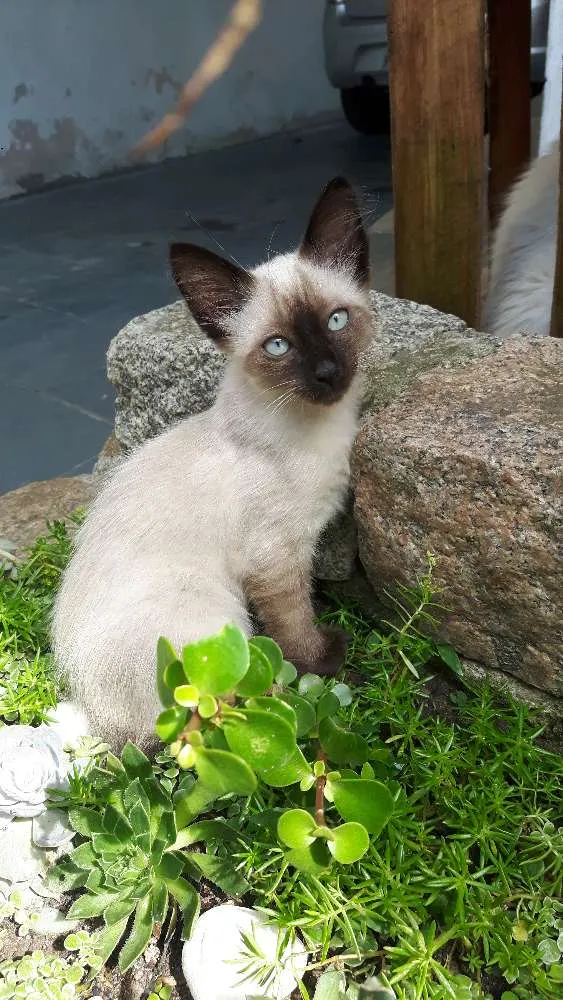Gato ra a Siamês  idade Abaixo de 2 meses nome Minduin