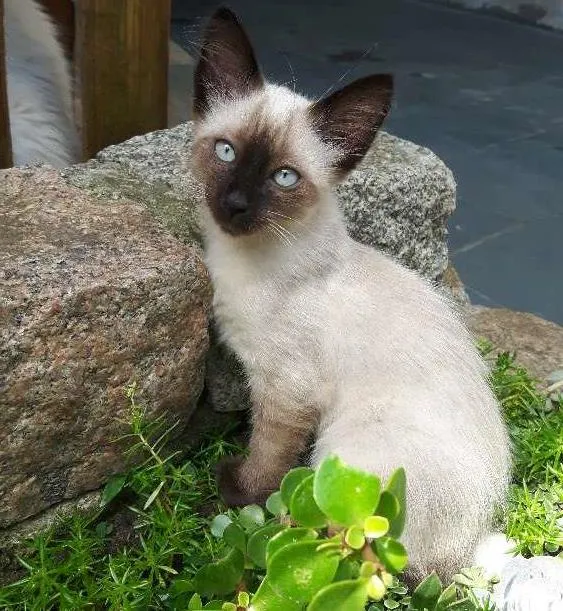 Gato ra a Siamês  idade Abaixo de 2 meses nome Minduin