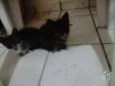 Filhotes