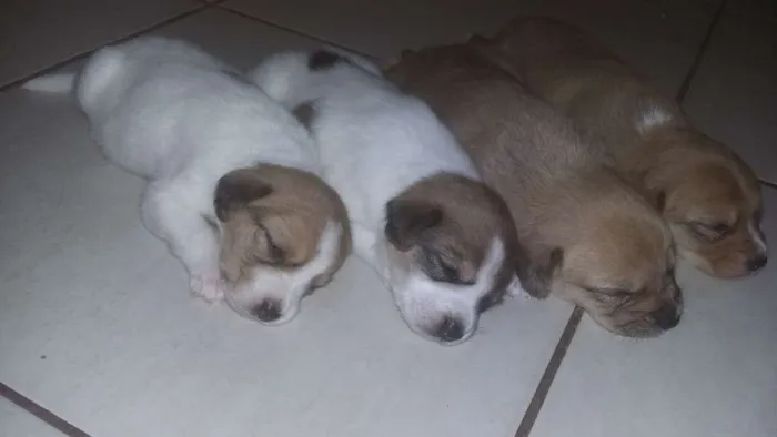 Cachorro ra a srd idade Abaixo de 2 meses nome sem nome