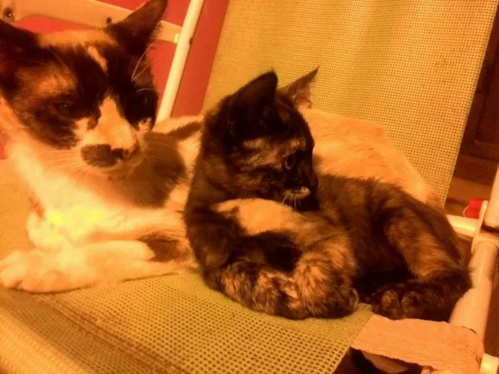 Gato ra a sem raça idade 2 a 6 meses nome sem nome 1