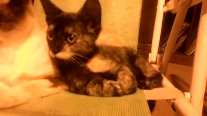 Gato ra a sem raça idade 2 a 6 meses nome sem nome 1