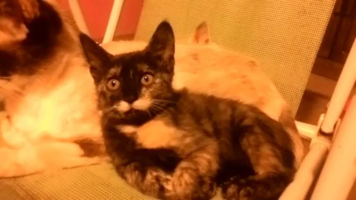 Gato ra a sem raça idade 2 a 6 meses nome sem nome 1