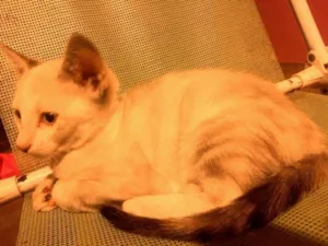 Gato raça sem raça idade 2 a 6 meses nome sem nome 5