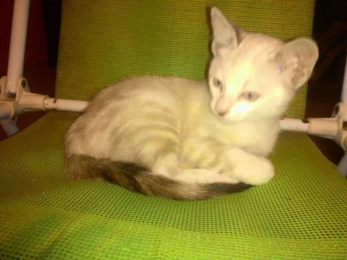 Gato ra a sem raça idade 2 a 6 meses nome sem nome 5