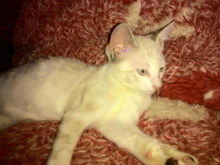Gato ra a sem raça idade 2 a 6 meses nome sem nome 5