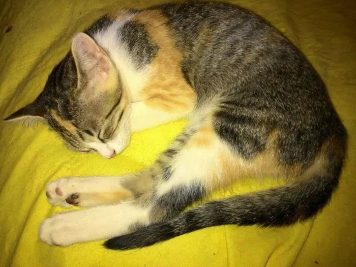 Gato ra a sem raça idade 2 a 6 meses nome sem nome 10