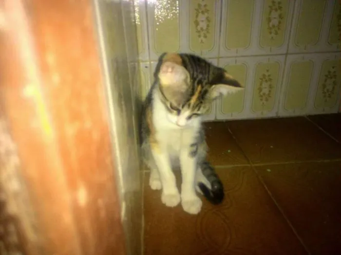 Gato ra a sem raça idade 2 a 6 meses nome sem nome 10