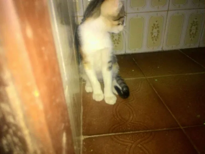Gato ra a sem raça idade 2 a 6 meses nome sem nome 10
