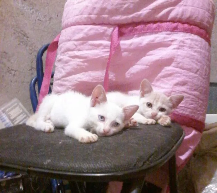 Cachorro ra a Srd idade 2 a 6 meses nome Nina e Vick