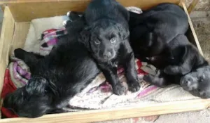 Cachorro raça Vira lata idade 2 a 6 meses nome Pequenos precisando 
