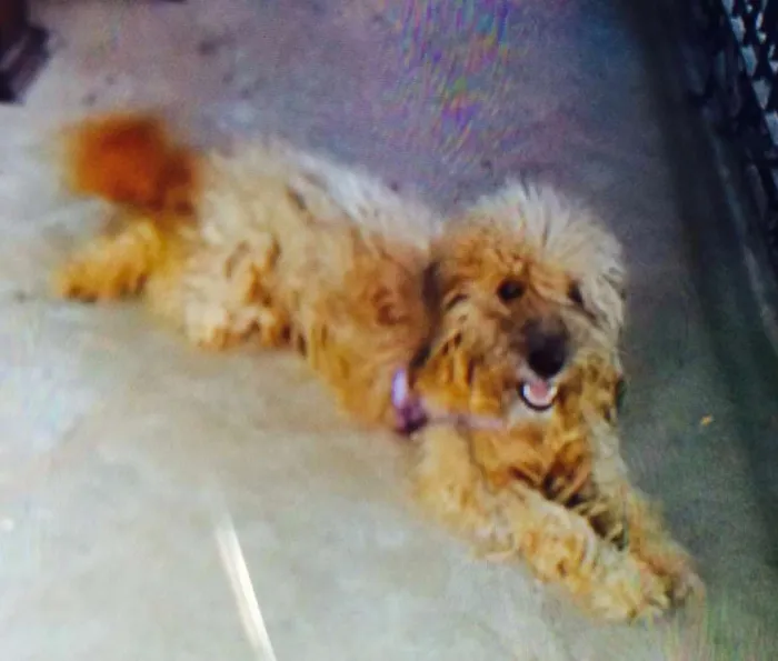 Cachorro raça Poodle idade 2 anos nome Ling