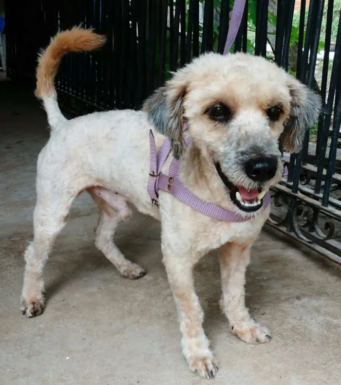 Cachorro raça Poodle idade 2 anos nome Ling