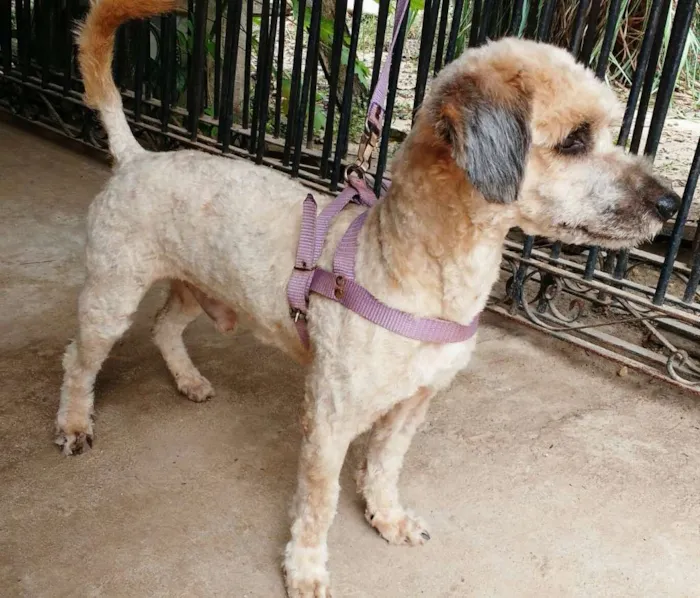 Cachorro raça Poodle idade 2 anos nome Ling
