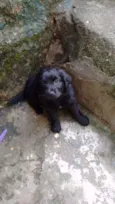Pequenos precisando 