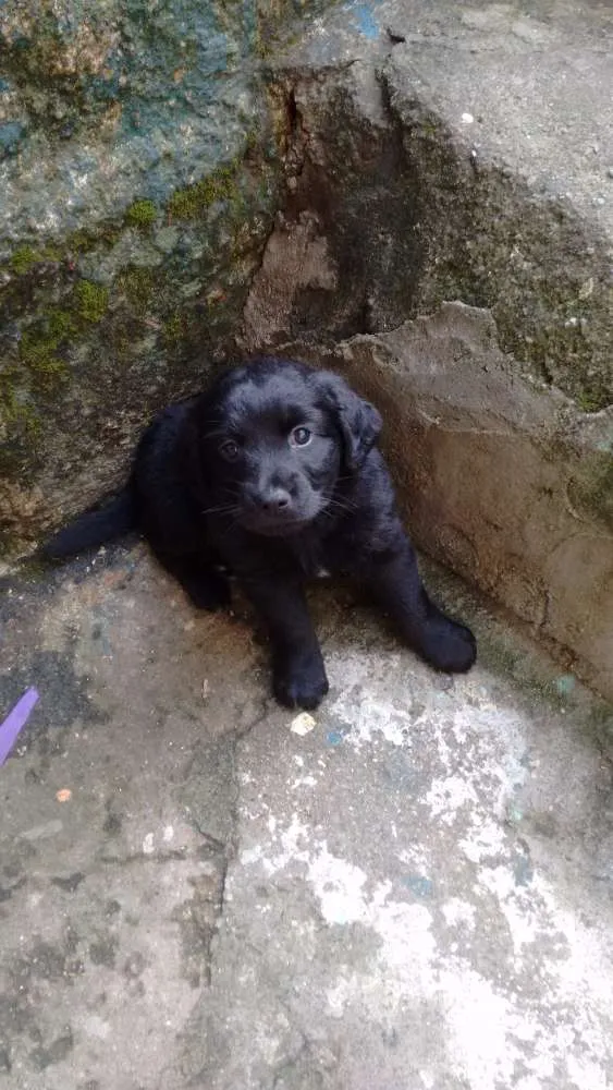 Cachorro raça Vira lata idade 2 a 6 meses nome Pequenos precisando 