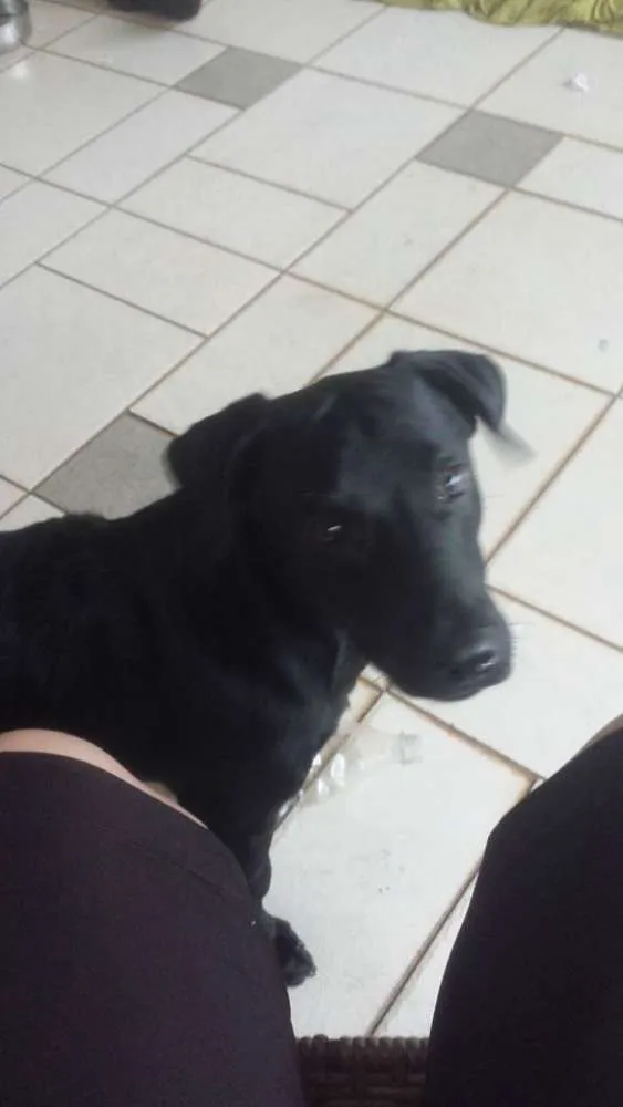 Cachorro ra a nao definida idade 2 a 6 meses nome fredy