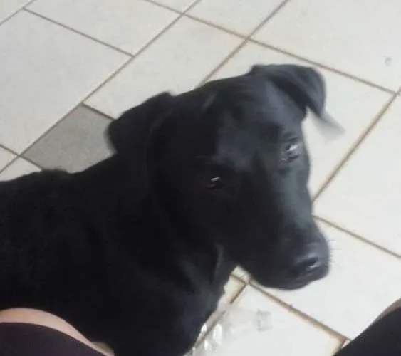 Cachorro ra a nao definida idade 2 a 6 meses nome fredy