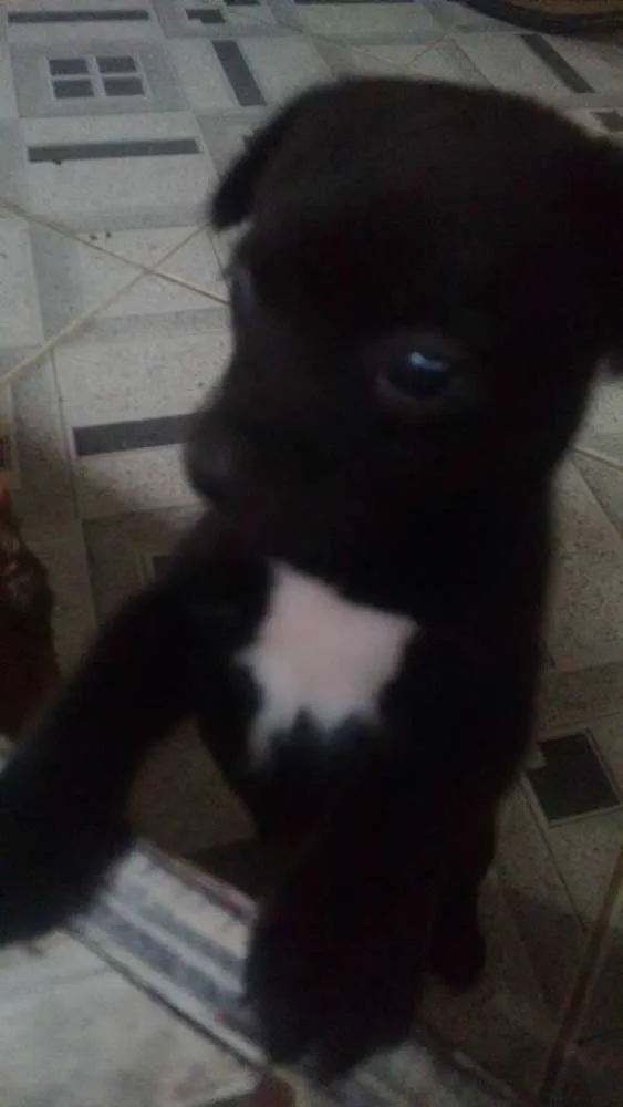 Cachorro ra a Não sei idade Abaixo de 2 meses nome Sem nome