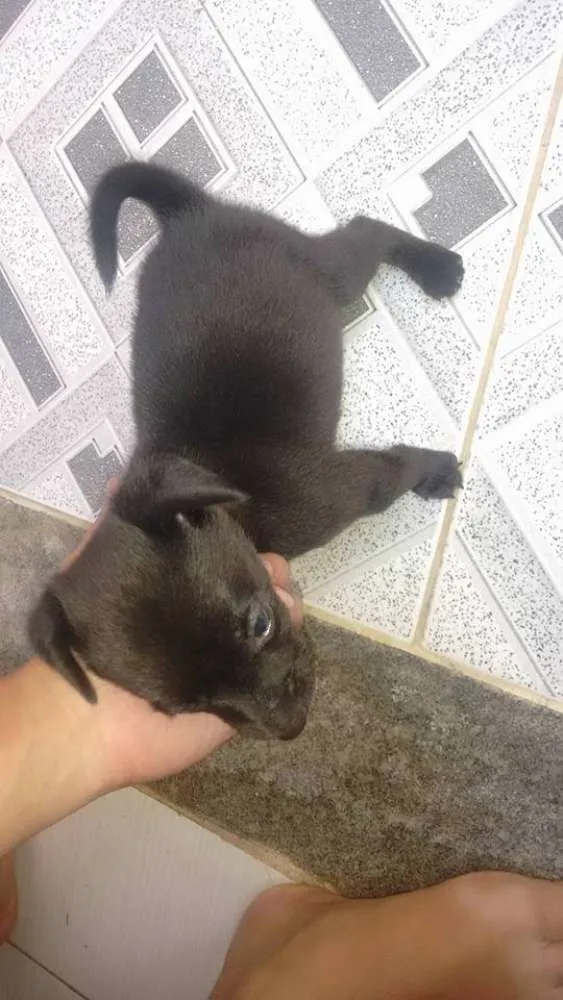 Cachorro ra a Não sei idade Abaixo de 2 meses nome Sem nome
