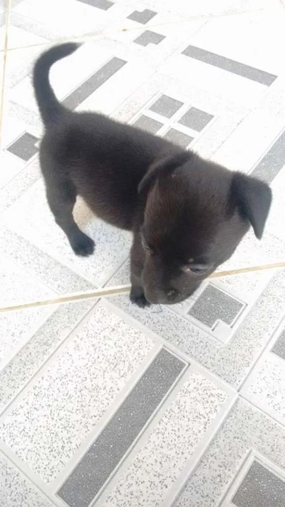 Cachorro ra a Não sei idade Abaixo de 2 meses nome Sem nome