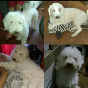 Cachorro raça Poodle idade 1 ano nome Bobby