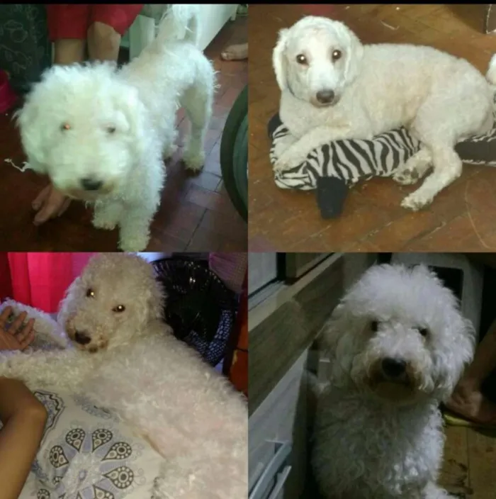 Cachorro ra a Poodle idade 1 ano nome Bobby