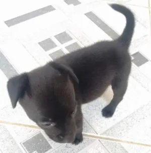 Cachorro raça Não sei idade Abaixo de 2 meses nome Sem nome