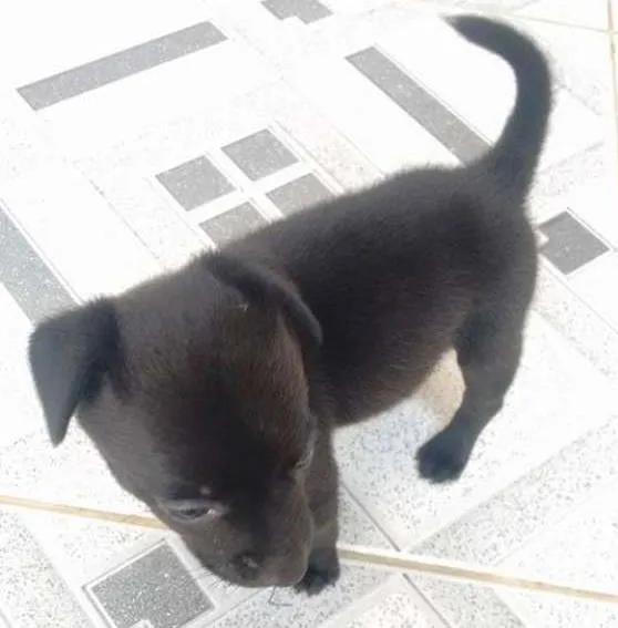 Cachorro ra a Não sei idade Abaixo de 2 meses nome Sem nome