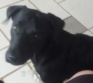 Cachorro raça nao definida idade 2 a 6 meses nome fredy