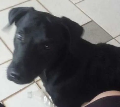 Cachorro ra a nao definida idade 2 a 6 meses nome fredy