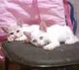 Nina e Vick