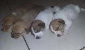 Cachorro raça srd idade Abaixo de 2 meses nome sem nome