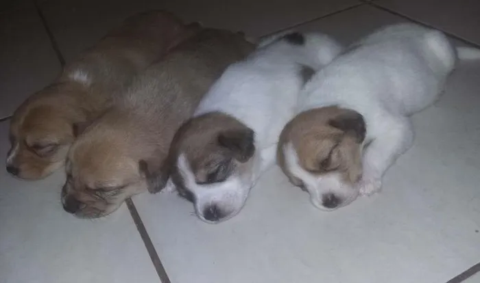 Cachorro ra a srd idade Abaixo de 2 meses nome sem nome