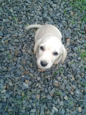 Cachorro raça Mestiça idade Abaixo de 2 meses nome Indefinido