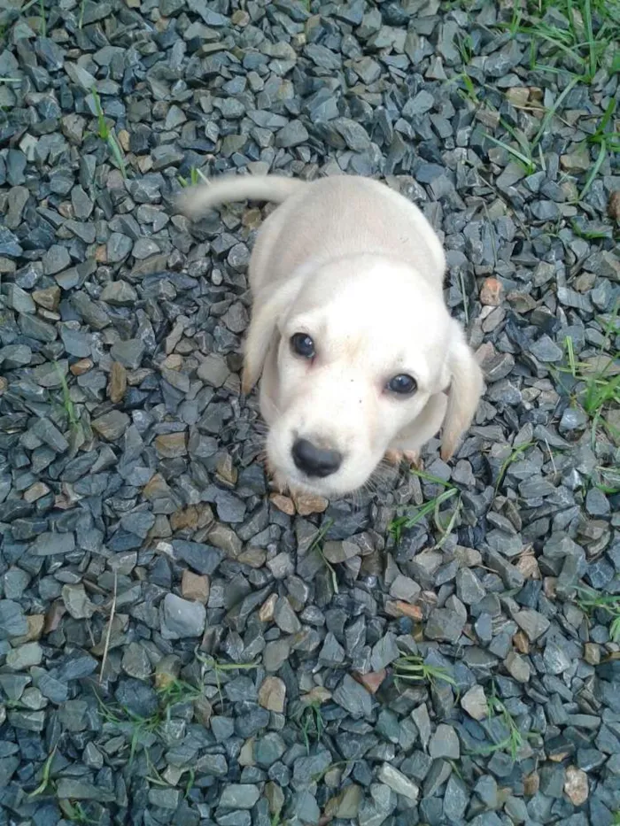 Cachorro ra a Mestiça idade Abaixo de 2 meses nome Indefinido