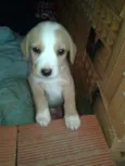 Indefinido