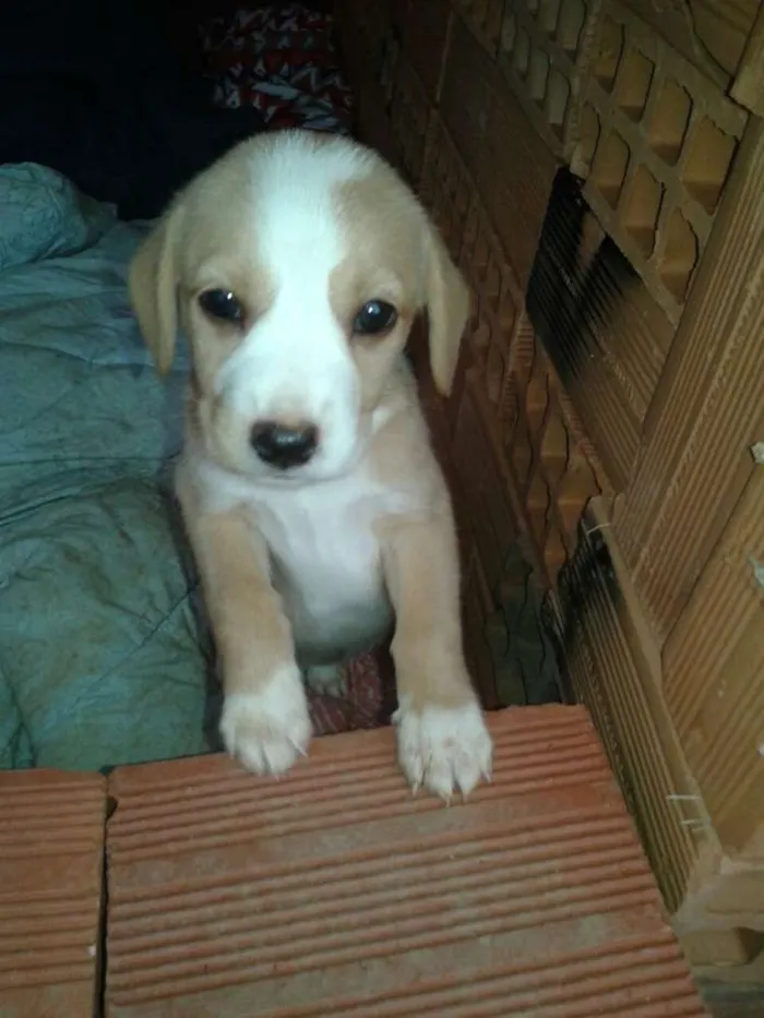 Cachorro ra a Mestiça idade Abaixo de 2 meses nome Indefinido
