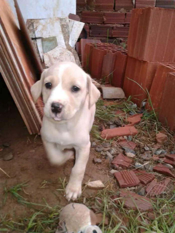 Cachorro ra a Mestiça idade Abaixo de 2 meses nome Indefinido