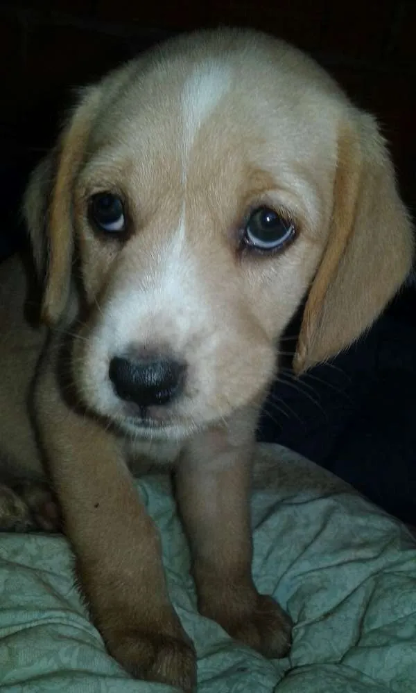 Cachorro ra a Mestiça idade Abaixo de 2 meses nome Indefinido