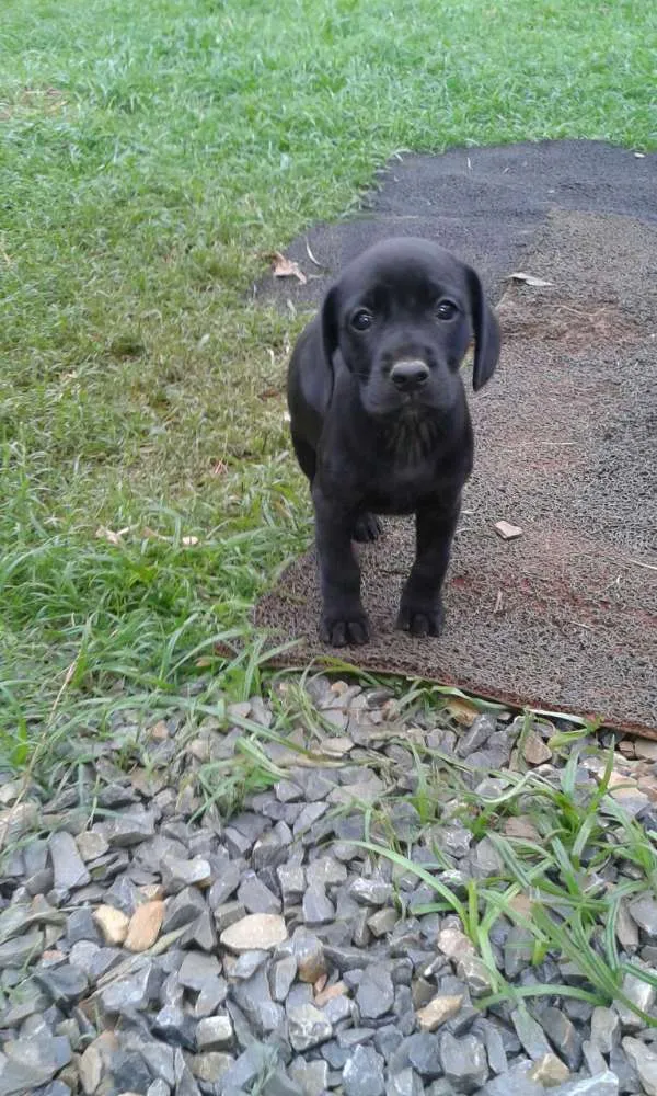 Cachorro ra a Mestiça idade Abaixo de 2 meses nome Indefinido