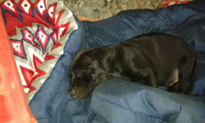 Cachorro ra a Mestiça idade Abaixo de 2 meses nome Indefinido