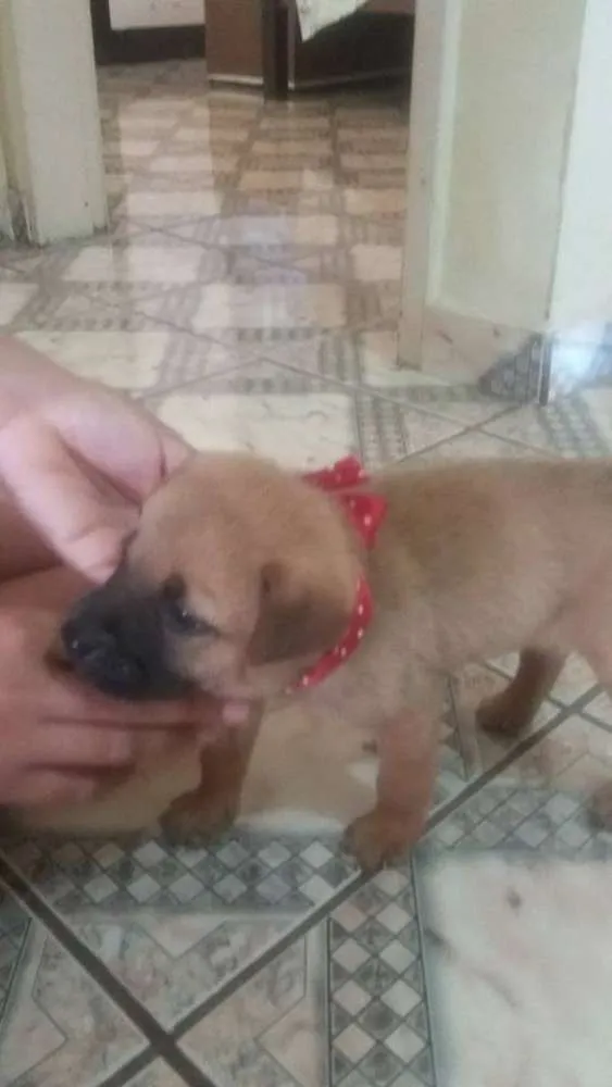 Cachorro raça SRD idade Abaixo de 2 meses nome Bela
