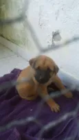 Bela