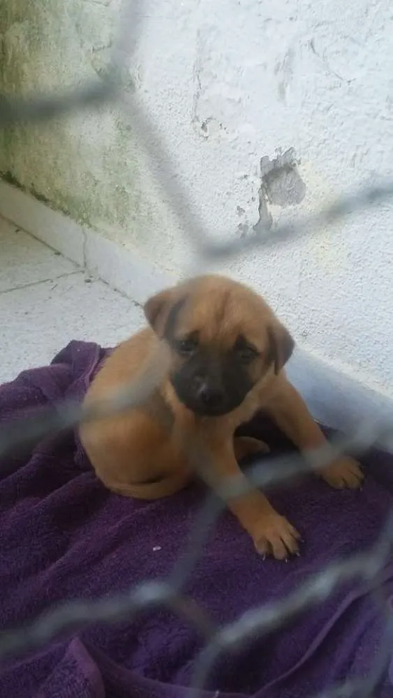 Cachorro raça SRD idade Abaixo de 2 meses nome Bela