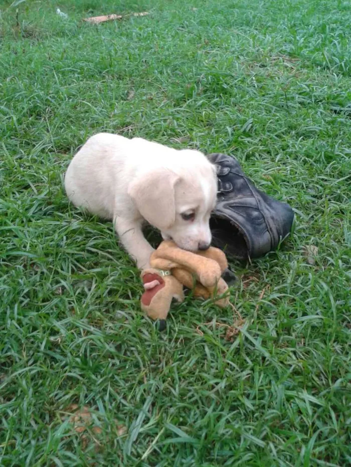 Cachorro ra a Mestiça idade Abaixo de 2 meses nome Indefinido