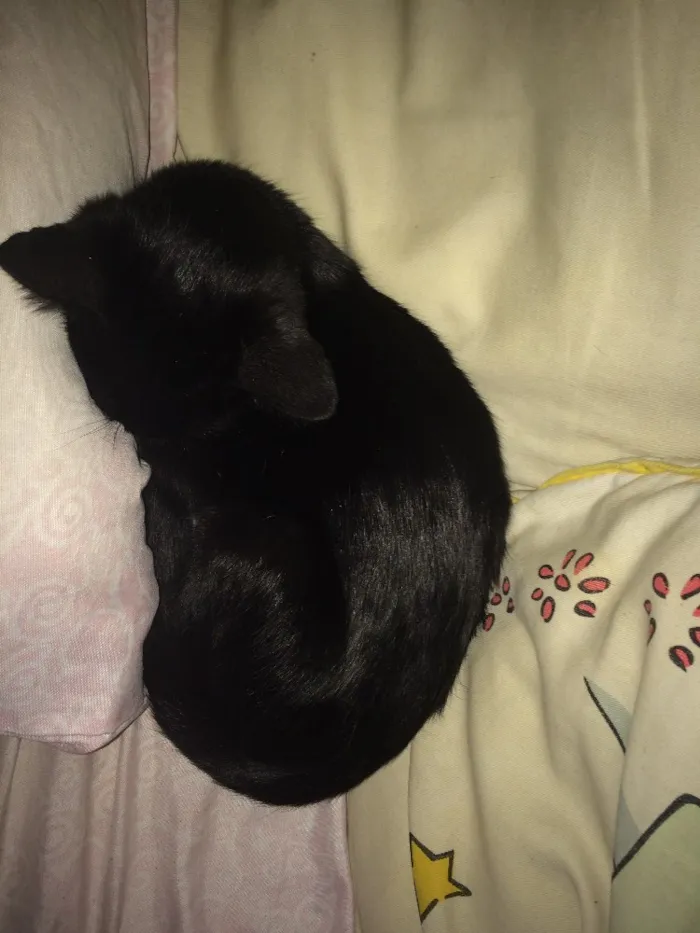 Gato ra a SRD idade 2 a 6 meses nome Não tem nome